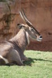 Waterbuck - Kobus ellipsiprymnus