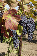 Red Wine Grape Clusters