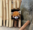 red panda