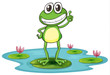 a frog