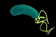 helicobacter pylori bacterium