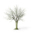 Photo: winter tree on white winter tree on white