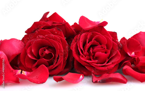 Photo: beautiful red roses and petals isolated on white beautiful red roses and petals isolated on white