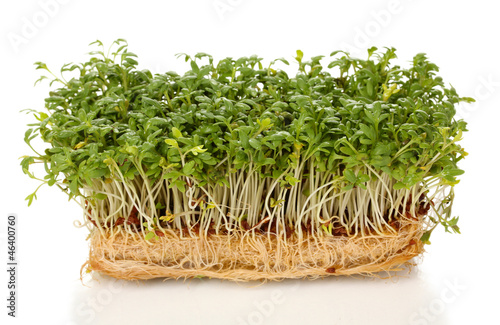 Photo: Fresh cress salad isolated on white Fresh cress salad isolated on white