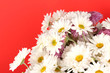 bouquet of daisies on the color background