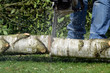 Baum zersägen