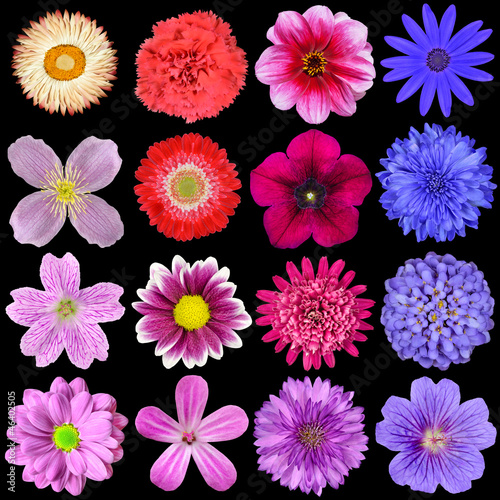 Photo: Big Selection of Colorful Flowers Isolated on Black Big Selection of Colorful Flowers Isolated on Black