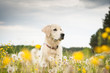 Golden retriever in flowers