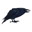 Raven Crow bird