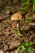 Forest fungus