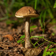 Forest fungus