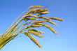 Foto: Stalks of ripe wheat Stalks of ripe wheat