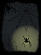 Spinne im Spinnennetz