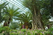 Flower Dome in Singapore