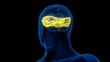 loopable analysis of the human brain