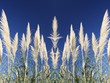 Canne riflesse - Reflected reeds