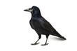 crow