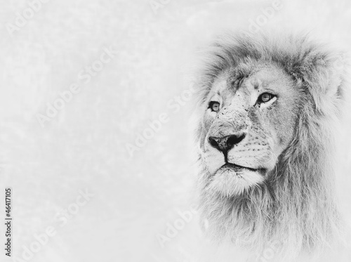 Photo: Lion Face on Card Banner Lion Face on Card Banner