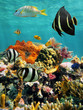 Coral reef and tropical fish with water surface