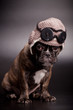 French bulldog puppy, in knit pilot helmet