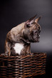 French bulldog puppy, 3,5 mounth old, on black