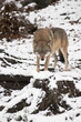 Wolfsblick