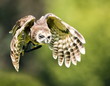 Flying owl