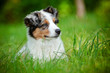 australian shepherd puppy