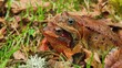 Video: love frogs love frogs