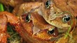Video: love frogs love frogs