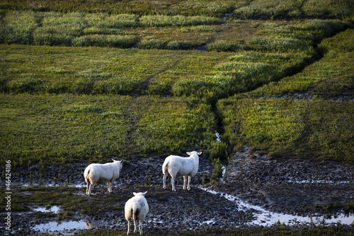 Photo: Dutch sheep on pasture Dutch sheep on pasture