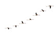 isolated gradual flying flamingo flight on white