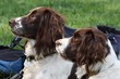 two working type english springer spaniel gundogs