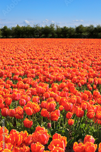 Photo: Field of red tulips with blue sky. Field of red tulips with blue sky.