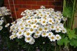 beautiful white Leucanthemum flowers