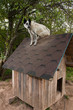 Dog sitting on te roof