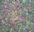 Photo: Grass and leaves background Grass and leaves background