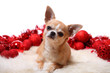 Foto: chihuahua weihnachten chihuahua weihnachten