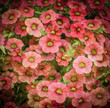 Photo: Grunge floral background Grunge floral background