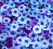 Photo: Grunge blue floral background Grunge blue floral background