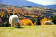 Sheep on a field