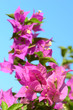 pink flowers (bougainvillea)