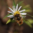 Bee on chamomile flowers