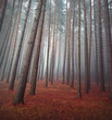 Autumn in forest