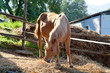 cavallo che mangia il fieno