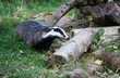 Badger