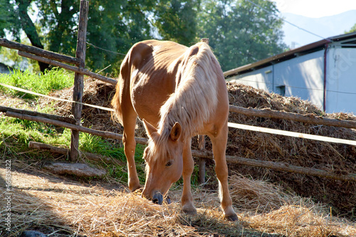 Photo: cavallo che mangia il fieno cavallo che mangia il fieno