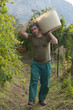 Vendemmia
