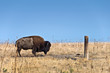 Bison en liberté à Antelope Island, Utah - USA