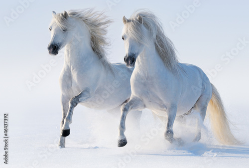 Photo: Two galloping snow-white horses Two galloping snow-white horses